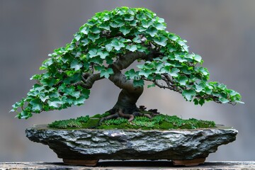 Wall Mural - Bonsai tree with smooth leaves and elegant form, highlighted by a neutral background to focus on its structure