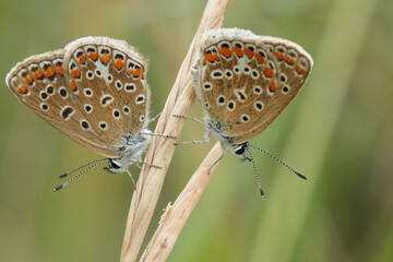 Wall Mural - Closeup on two Common icarus blue butterflies , Polyommatus icarus hanging side by side in the vegetation