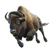 © Jean Isard - Bison leaping gracefully in a white background