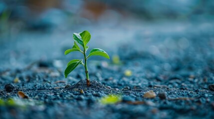 Poster - Tiny Sprout in the Dusty Ground