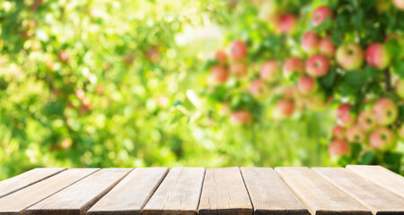 Canvas Print - Empty wooden table and ripe apples on a tree in orchard garden