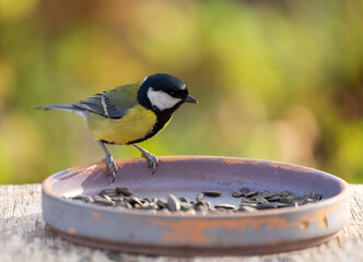 Wall Mural - Bird feeding on a bird feeder with sunflower seeds. Great tit