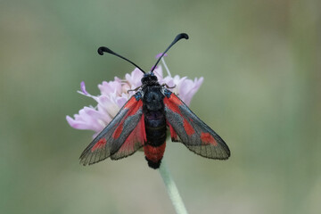 Wall Mural - Closeup on a colorful diurnal European moth species, Zygaena sarpedon with spread wings in the Gard, France