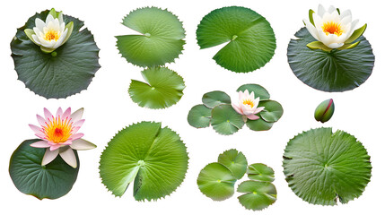 Collection of lily pads and lotus flowers isolated on white background