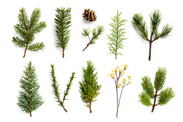 branch of pine, fir tree collection isolated on white collection