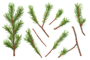 branch of pine, fir tree collection isolated on white collection