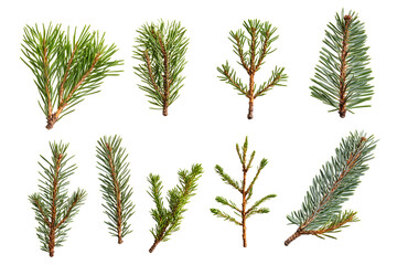 branch of pine, fir tree collection isolated on white collection
