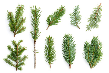 branch of pine, fir tree collection isolated on white collection