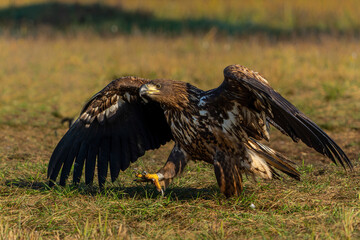 Canvas Print - White tailed eagles (Haliaeetus albicilla) searching for food in the early morning on a field in the forest in Poland. 