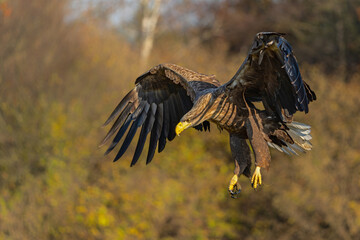 Wall Mural - Eagle flying. White tailed eagles (Haliaeetus albicilla) flying at a field in the forest of Poland searching for food on a foggy autumn morning.