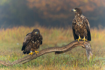 Wall Mural - White tailed eagles (Haliaeetus albicilla) searching for food in the early morning on a field in the forest in Poland. 