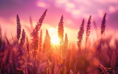 Wall Mural - The setting sun shines on the grass, with tall and dense golden amber purple rye plants growing in it background is pink clouds Generative AI