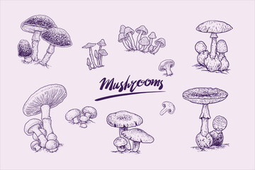 Mushrooms-10-element.eps. 10 elegant vector mushroom sketch elements suitable for anything, festival cards and so on