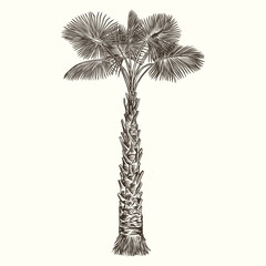 Palm tree hand drawn. Vintage palm tree drawing. Detailed palm tree illustration