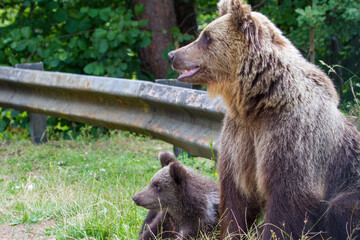 Poster - Wild bears on a road in Romania