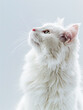 © Altura - A cute white cat standing in profile on a light background. Generative AI.