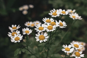 white daisies in the garden