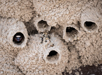 Cliff swallow peaking its head out of a mud nests in badlands national park, South Dakota