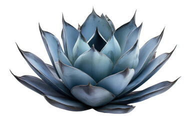 Blue agave plant close-up in natural light, cut out - stock png.