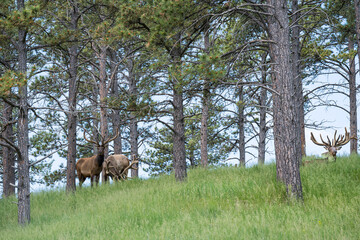 Naklejka na meble Elk in Bear Country USA, Rapid City South Dakota
