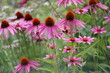 © kazakovmaksim - Flowers of purple coneflower (Echinacea purpurea) in garden