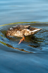 ducks swimming in the pond in oslo city center in norway in summer