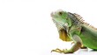 © Chase D’Animulls - common green American iguana - Iguana iguana - is a large, arboreal, mostly herbivorous species of lizard Isolated on white background. Nuisance invasive species in South Florida.  can be orange color