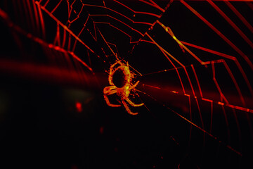 spider web on dark background
