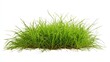 © kampret 99 - Lush Green Grass Isolated On White Background