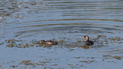 Poster - Little grebe Tachybaptus ruficollis Slow motion. Close up. Birds swim and dive on the lake.