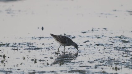 Poster - Wood sandpiper Tringa glareola in the wild. A bird pecks a frog on the lake. Slow motion.