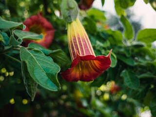 Sticker - Angels trumpet flower