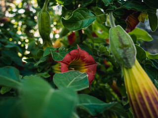 Sticker - Angels trumpet flower