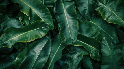 Wall Mural - Dark green background with large tropical banana leaves and palm foliage