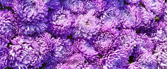 Wall Mural - Lilac aster flowers background. Greeting card