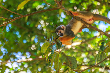 Small Peruvian jungle monkey. In the Amazon jungle, near Iquitos, Peru. South America.