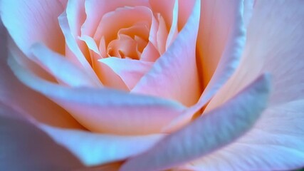 Poster - A light pink peonys tightly packed layers of petals are captured in intricate detail each one a slightly different shade.