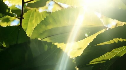 Sticker - A closeup of sunbeams filtering through a thick layer of foliage highlighting the intricate textures and patterns of the leaves.