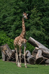 Wall Mural - Giraffe outdoors in safari enclosure.