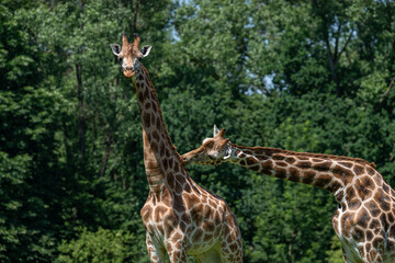 Wall Mural - One giraffe crushes the neck of another.