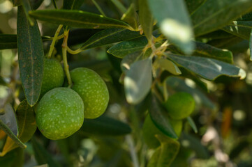 Poster - Round green olives attached to the tree