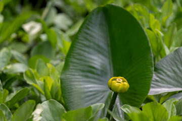 Sticker - The yellow gorse and its flower and leaf.