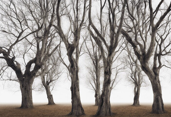 Wall Mural - Set of big trees without leaves Dead old trees isolated on white background image ai generate