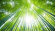 © Paul - Bamboo forest with tall, slender stalks, sunlight filtering through creating a peaceful and serene ambiance, lush green leaves