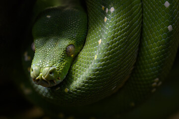 Detail of the head of a tree python.