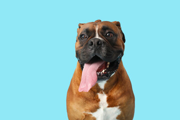 Poster - Cute boxer dog on blue background