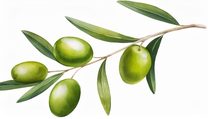 Wall Mural - watercolor olive branch with green olives on white background