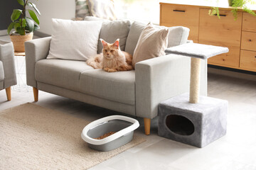 Wall Mural - Cute Maine Coon cat with litter box and scratching post lying on sofa in living room at home