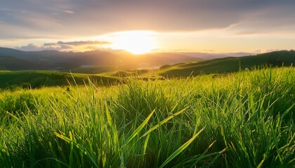 Poster - green grass with sunset views