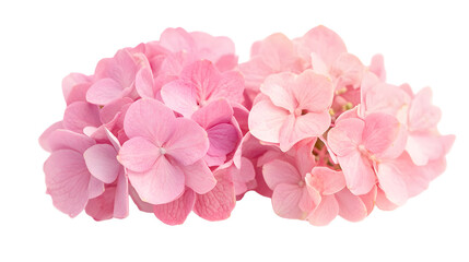 Wall Mural - pink hydrangea flowers isolated on transparent backgroundpink hydrangea flowers isolated on transparent background